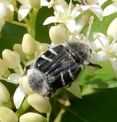 Trichiotinus texanus