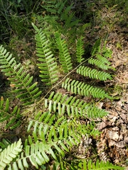 Pteridium caudatum