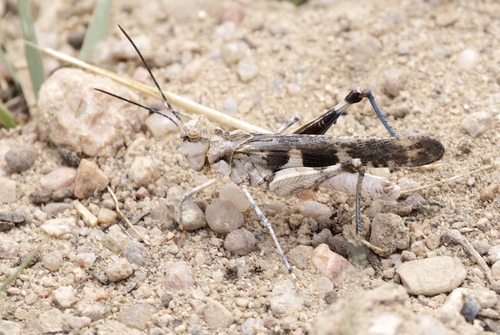 Platte Range Grasshopper