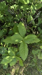 Triosteum aurantiacum, photograph author not stated, no rights reserved