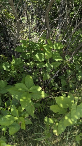 Triosteum aurantiacum, photograph 6