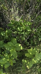 Triosteum aurantiacum, photograph author not stated, no rights reserved