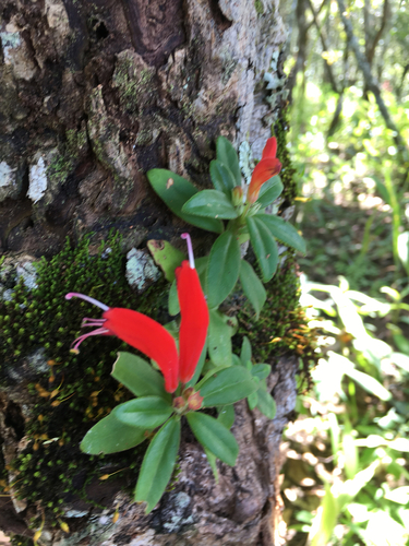 Lipstick Plant