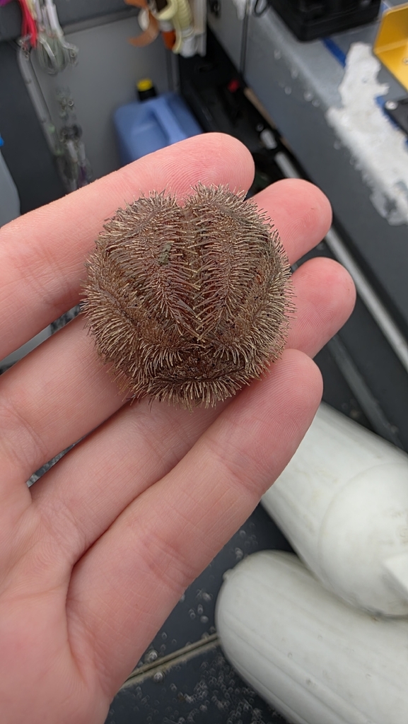 wide heart sea urchin