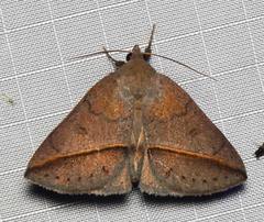 Argyrostrotis flavistriaria