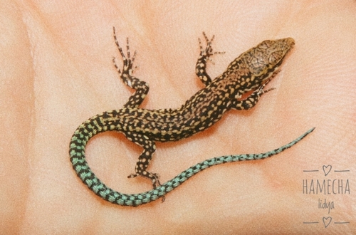 Andalusian wall lizard