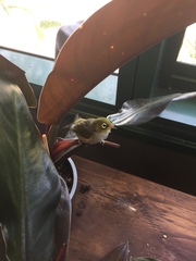 Zosterops lateralis lateralis