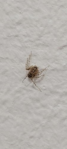 Common Spitting Spider
