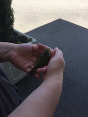 Zosterops lateralis lateralis