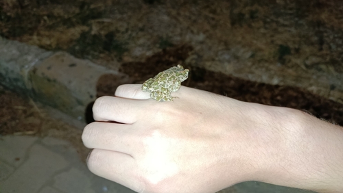 Green Toad