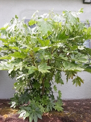 Fatsia