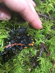 Peltigera neopolydactyla