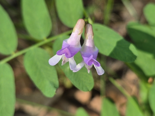 Vicia cassubica, photograph 5