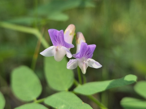 Vicia cassubica, photograph 6