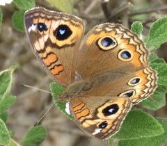 Junonia genoveva