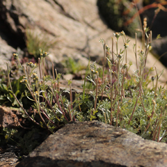 Artemisia umbelliformis