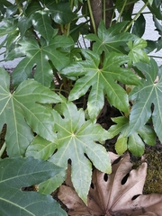 Fatsia