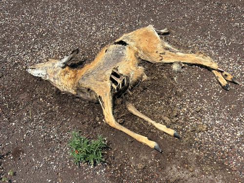 Mule Deer