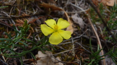 Fumana procumbens