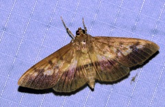 Syllepte sellalis