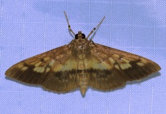 Syllepte sellalis