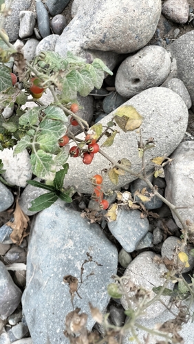 Solanum pimpinellifolium, photograph 2