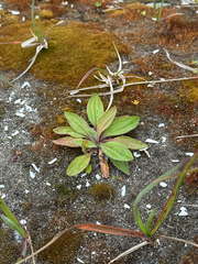 Plantago camtschatica