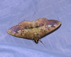 Syllepte sellalis