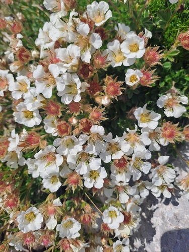 Potentilla clusiana, photograph 1