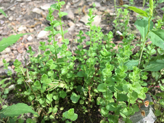 Triodanis