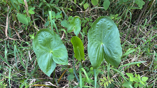 iNaturalist observation photo of broadleaf arrowhead