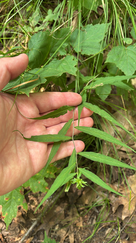 iNaturalist observation photo of bluestem goldenrod