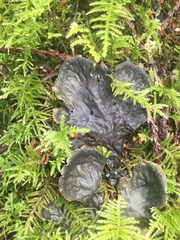 Peltigera neopolydactyla