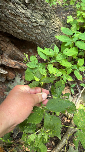 iNaturalist observation photo of honewort