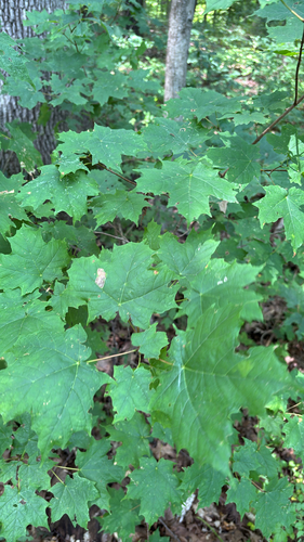 iNaturalist observation photo of sugar maple