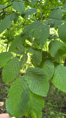 iNaturalist observation photo of American hophornbeam