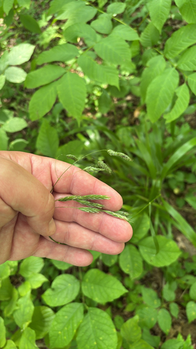 iNaturalist observation photo of Hairy Woodland Brome
