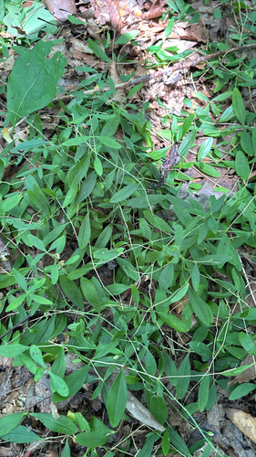 iNaturalist observation photo of bluntleaf sandwort
