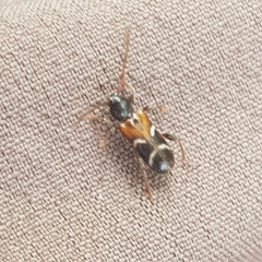 Phymatodes alni