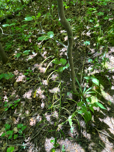 iNaturalist observation photo of smooth rockcress