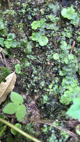 iNaturalist observation photo of Snakewort