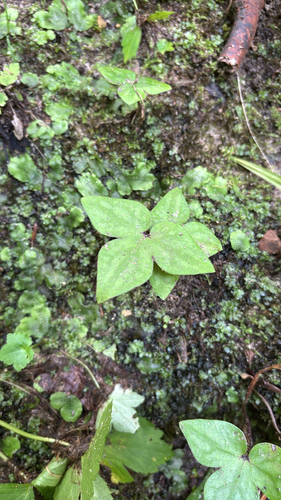 iNaturalist observation photo of sharp-lobed hepatica