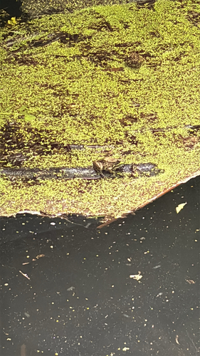 iNaturalist observation photo of Green Frog