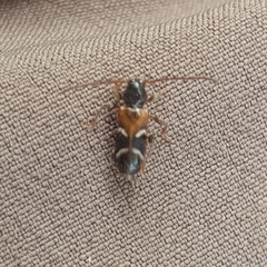 Phymatodes alni