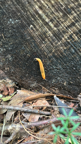 iNaturalist observation photo of Western Dusky Slug