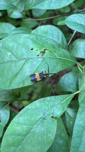 iNaturalist observation photo of Reticulated Net-winged Beetle