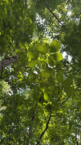 iNaturalist observation photo of chinkapin oak