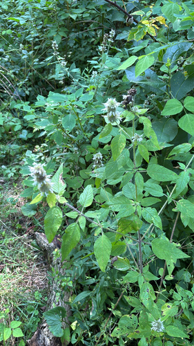 iNaturalist observation photo of Hairy Wood Mint