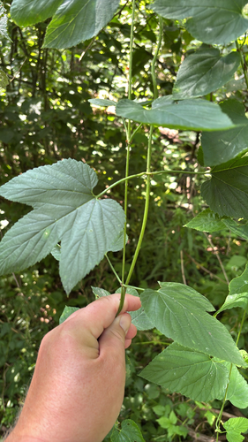 iNaturalist observation photo of american hops