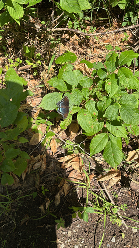 iNaturalist observation photo of Red-spotted Admiral